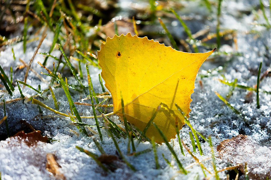 A Nebraska photograph a cottonwood leaf in snow at Fort Robinson State Park in northwestern Nebraska. - Nebraska Photography