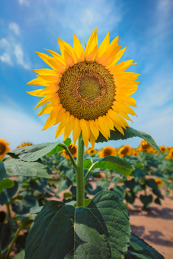 A nature photograph of a sunflower in rural South Dakota. - South Dakota Photography