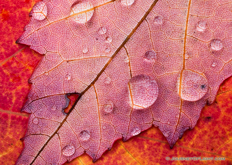 Drops of melted snow magnify the internal structure of a fiery red sugar maple leaf at Schramm State Recreation Area near Gretna. - Schramm SRA Photography