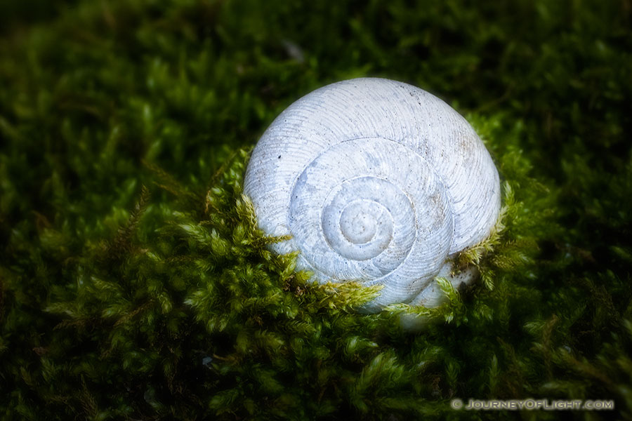 A small snail shell rests on the bottom of the forest captured by the surrounding growth. - Nebraska Photography