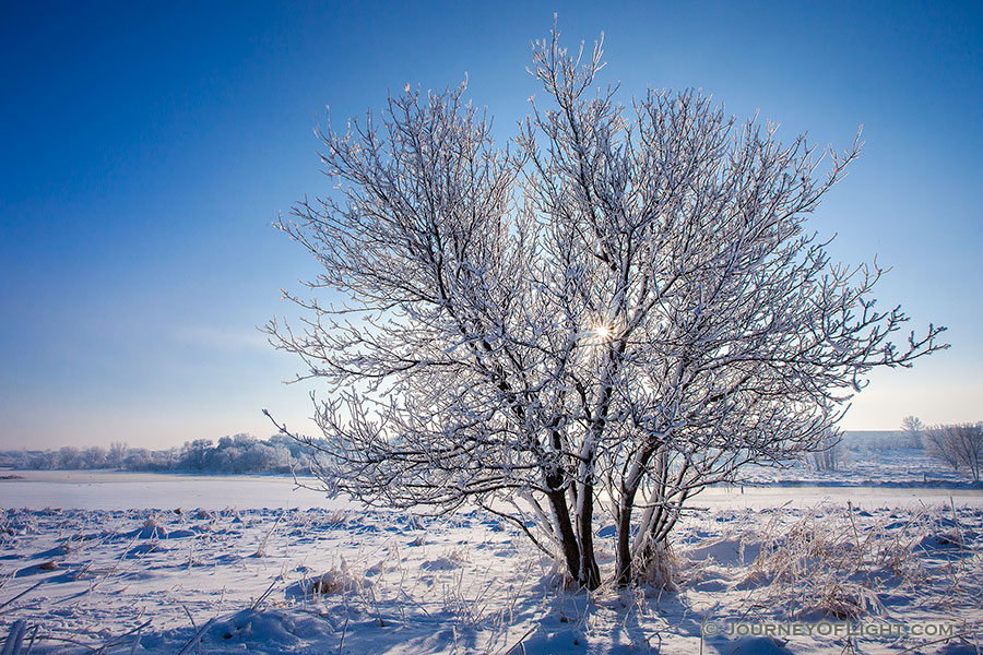 On a frigid day a couple of years ago, fog hung over eastern Nebraska. When it left all the trees and grass were beautifully crystalized with hoarfrost. - Nebraska Photography