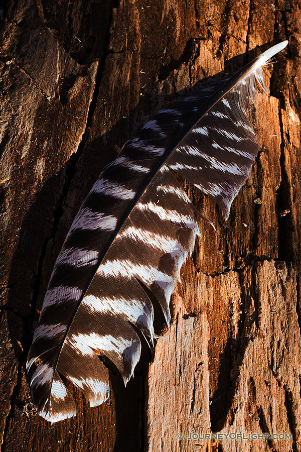 A lone Wild Turkey feather rests quietly on a log, briefly, before the breeze blows it along to its next destination. - DeSoto Photography