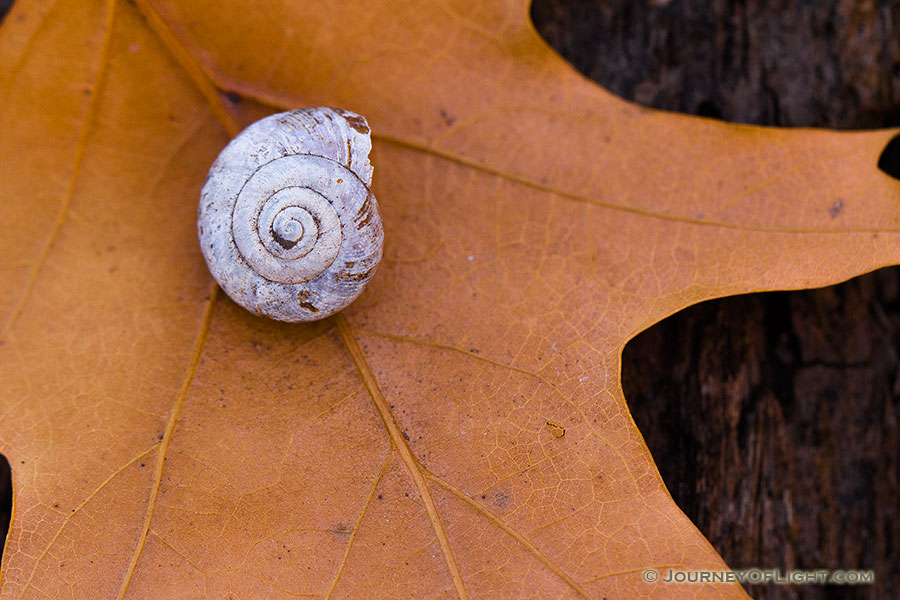 A snail shell rests on a leaf at the bottom of the forest at Fontenelle Forest in eastern Nebraska. - Nebraska Photography
