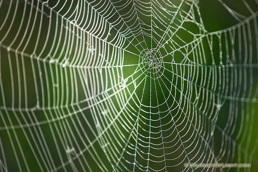 Morning dew clings to a spiderweb at Ponca State Park in northeastern Nebraska. - Ponca SP Photography