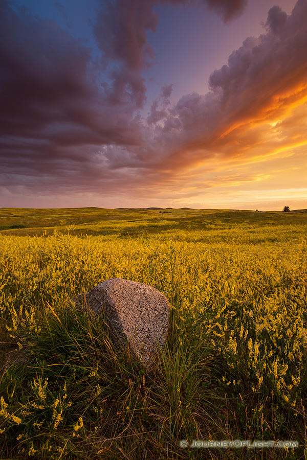 Clouds from a passing storm are illuminated by the brilliant warm hues of the rising sun above a field of wildflowers in Theodore Roosevelt National Park. - North Dakota Photography