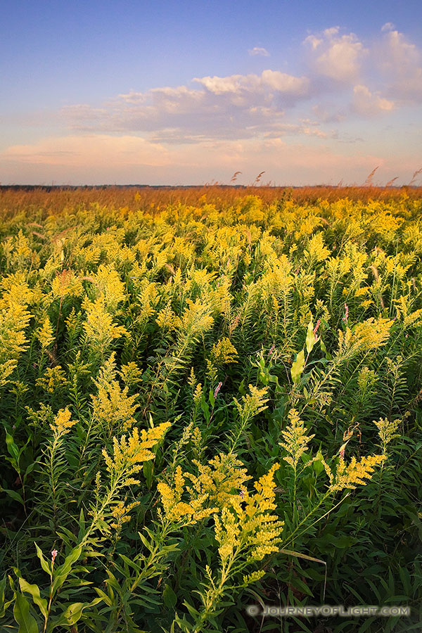 Goldenrods sway in the wind on a late summer day at Boyer Chute National Wildlife Refuge. - Boyer Chute Photography