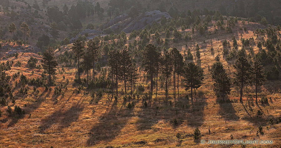 The Black Hills in South Dakota are known for their tall pine trees that cover the hills as a dark blanket. - South Dakota Photography