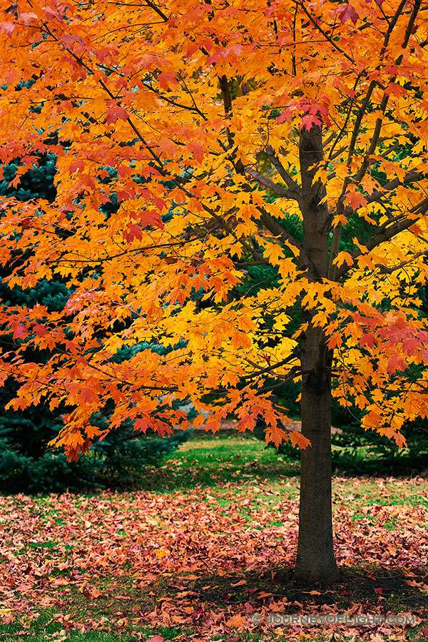 An maple tree turns fiery red and orange in the Autumn at Arbor Day Lodge State Park in Nebraska City, Nebraska. - Arbor Day Lodge SP Photography