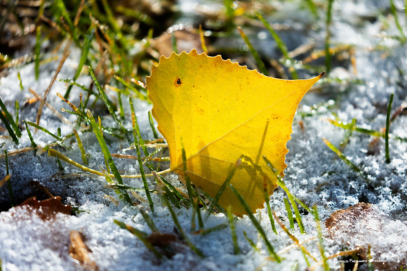 A Nebraska photograph a cottonwood leaf in snow at Fort Robinson State Park in northwestern Nebraska. - Nebraska Picture