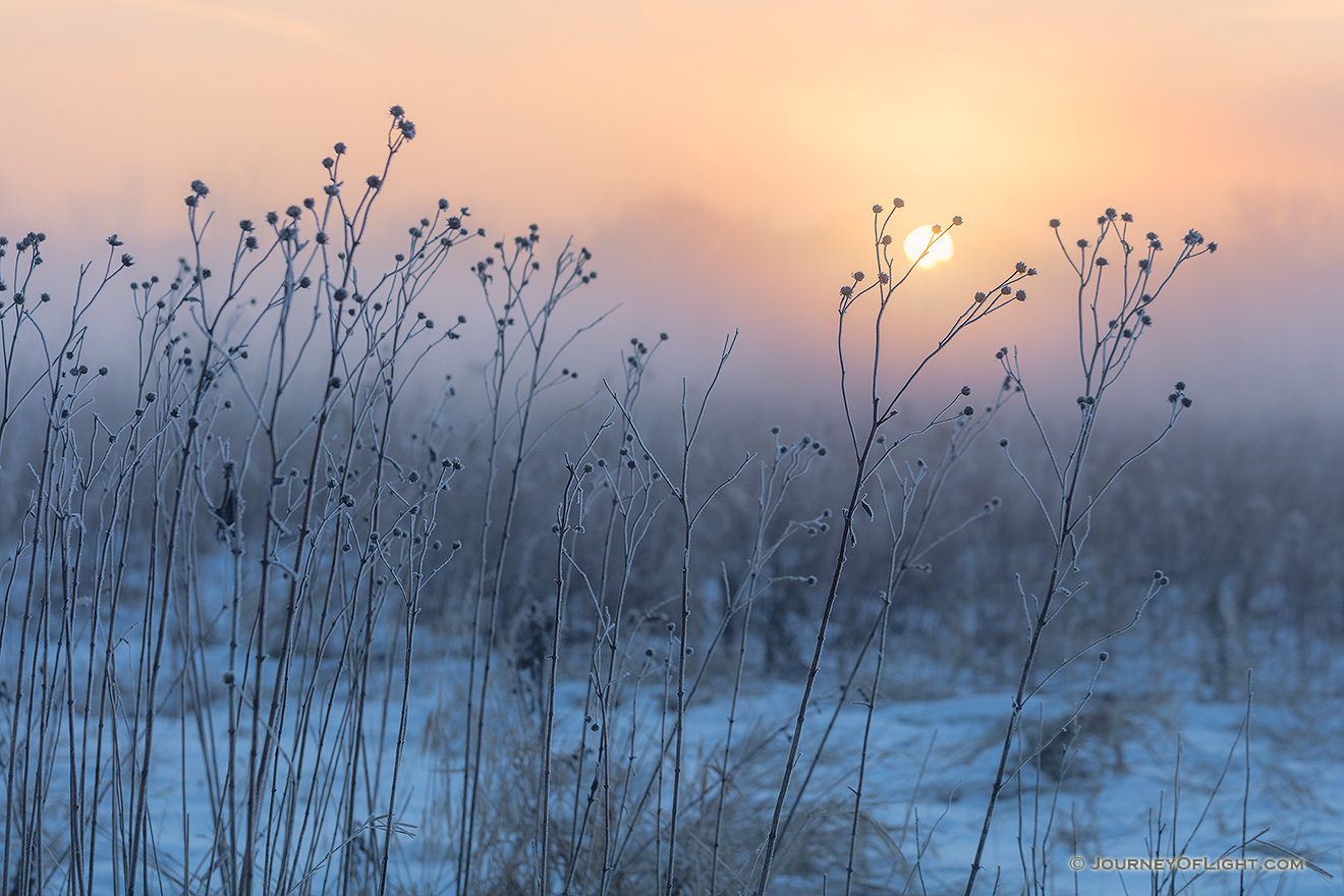 On a cold winter day, the sun illuminates the cold winter prairie at Boyer Chute National Wildlife Refuge in eastern Nebraska. - Boyer Chute Photography
