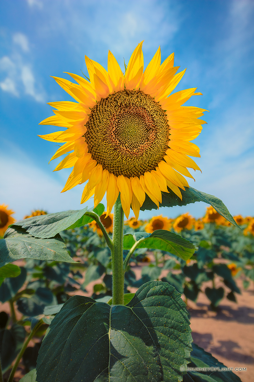 A nature photograph of a sunflower in rural South Dakota. - South Dakota Picture