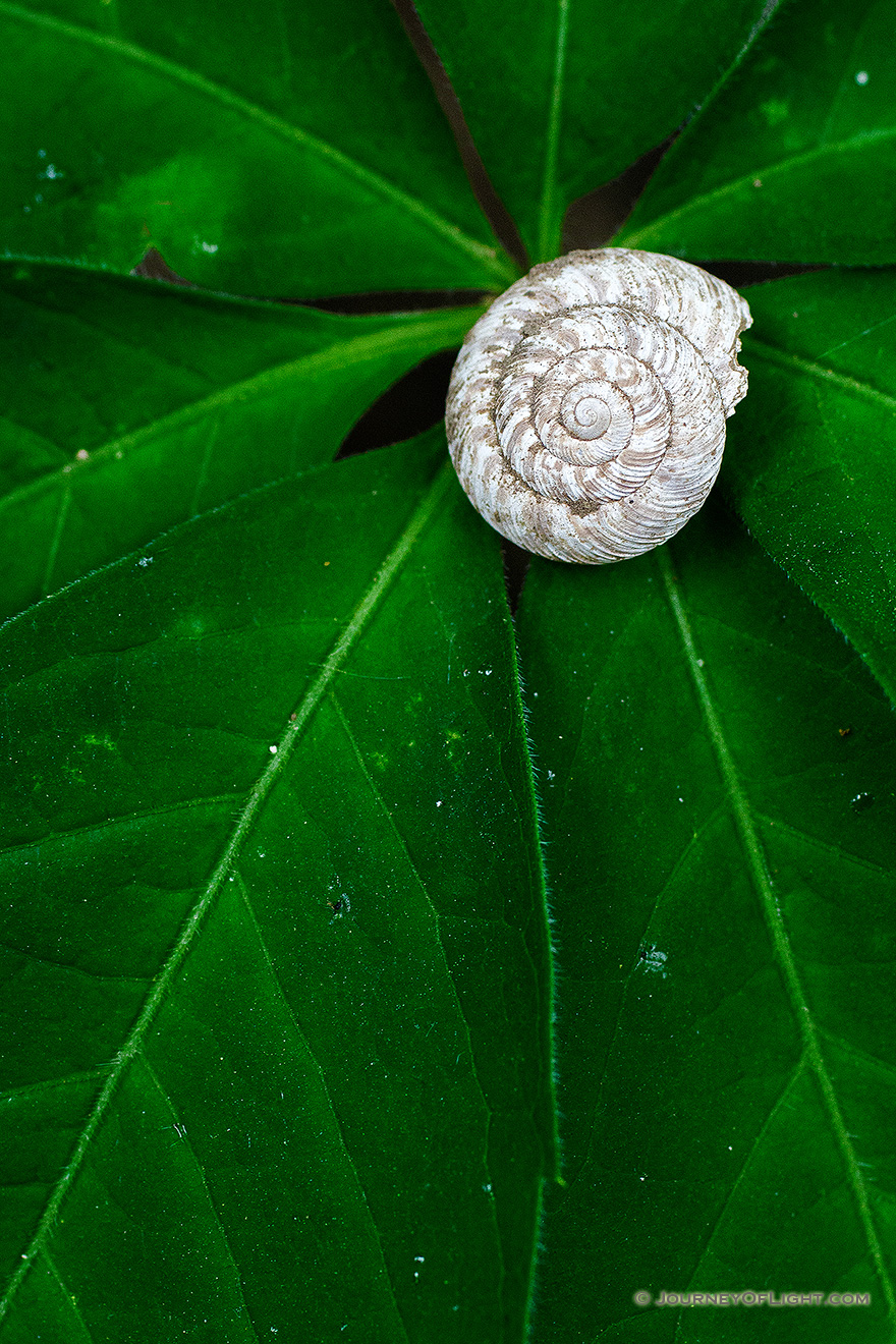 A snail shell rests on the leaves of the forest foliage at Schramm State Recreation Area. - Nebraska Picture