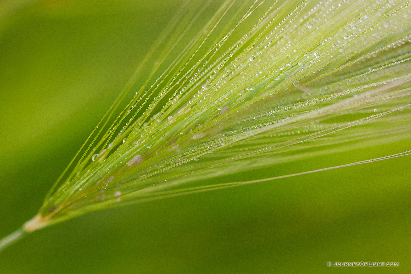 A foxtail in a field is covered with drops of dew in the early morning Theodore Roosevelt National Park. - North Dakota Picture
