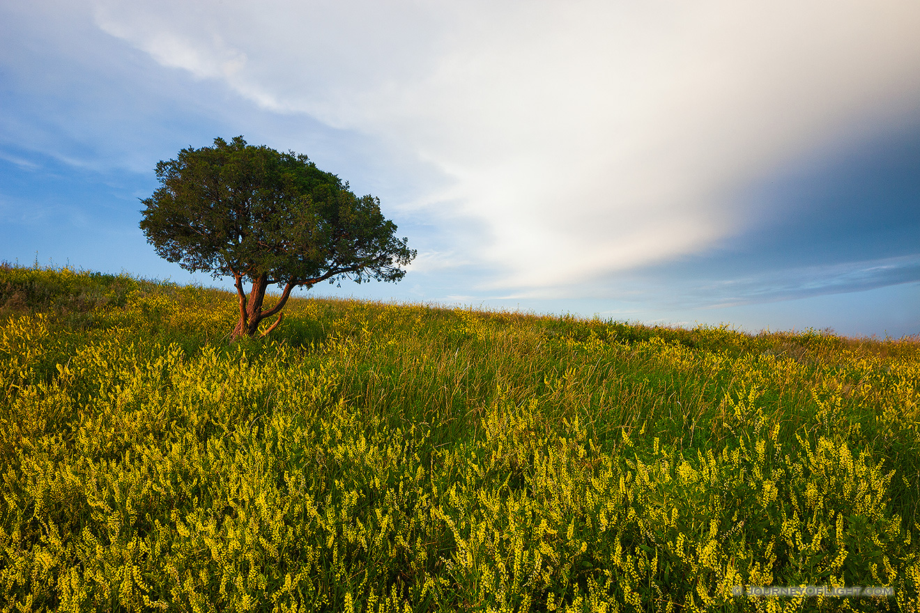 On a warm summer evening the warm sun illuminats a single tree on the plains surrounding by an intense patch of wild clover.  The clouds of an approaching storm hover in the distance. - South Dakota,Landscape Picture