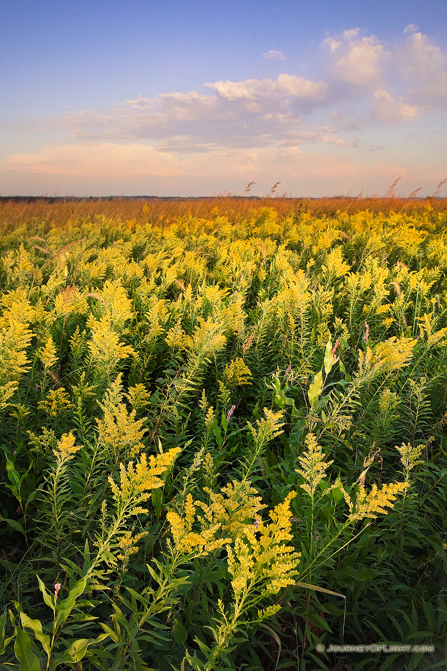 Goldenrods sway in the wind on a late summer day at Boyer Chute National Wildlife Refuge. - Boyer Chute Picture