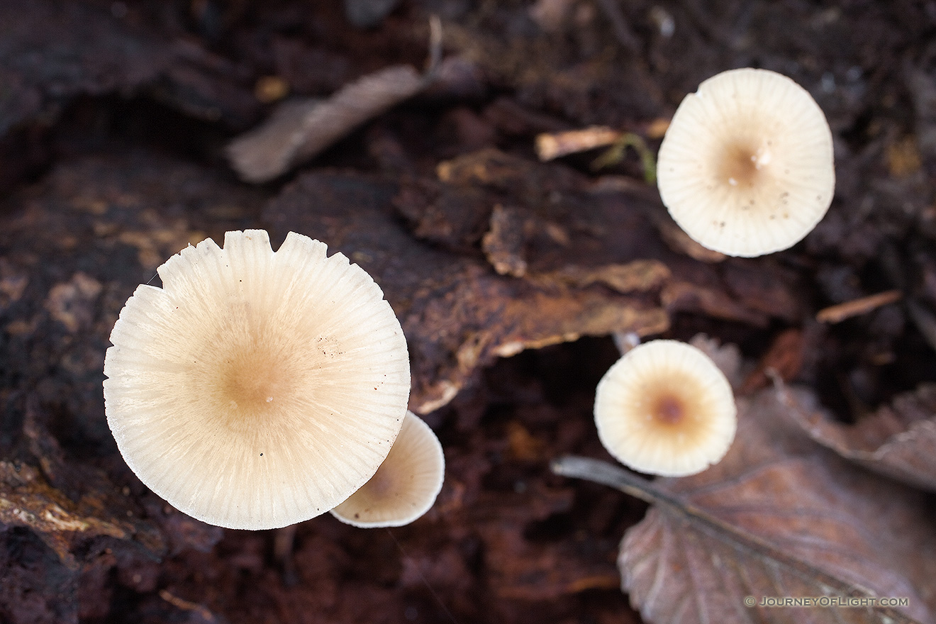 A collection of mushrooms sprout from the forest floor. - Schramm SRA Picture