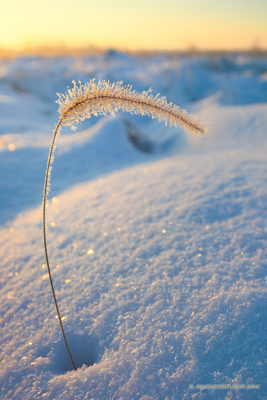 Ice coated grass pokes out from the recent snow at Boyer Chute National Wildlife Refuge. - Boyer Chute Picture