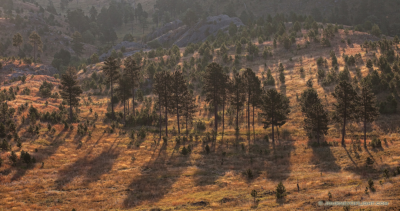 The Black Hills in South Dakota are known for their tall pine trees that cover the hills as a dark blanket. - South Dakota Picture