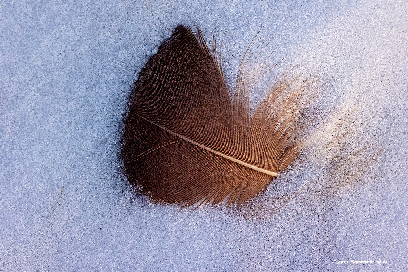 A nature photography of a feather in the snow at Shadow Lake, Nebraska. - Nebraska Picture