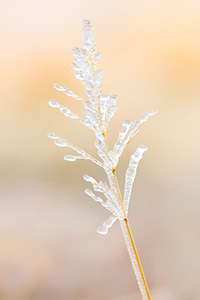 A Nebraska photograph of ice on prairie grass at Fort Robinson State Park in northwestern Nebraska. - Nebraska Photograph