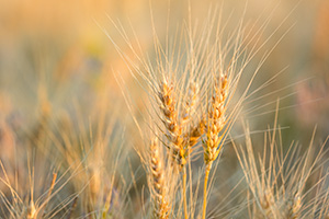 A macro photograph of wheat glowing in the late afternoon sun in the panhandle of Nebraska. - Nebraska Nature Photograph