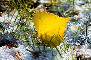 A Nebraska photograph a cottonwood leaf in snow at Fort Robinson State Park in northwestern Nebraska. - Nebraska Photograph