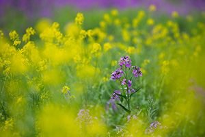A scenic photograph of yellow and lavendar flowers at Schramm State Recreation Area in eastern Nebraska. - Nebraska Photograph