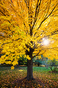 A maple tree transitions to an autumn golden hue as the sun sets behind it at Arbor Day Lodge State Park in Nebraska City, Nebraska. - Nebraska Nature Photograph
