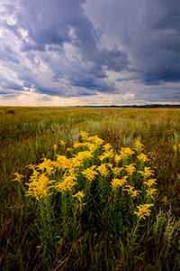 A scenic photograph of goldenrod on a prairie field in Wind Cave National Park in South Dakota during a storm. - South Dakota Photograph