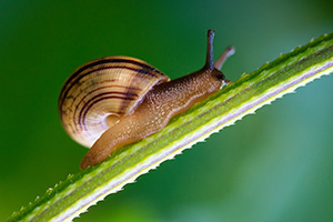 A snail climbs a stalk on a warm, late September afternoon near the wetlands at Fontenelle Forest. - Nebraska Close-Up Photograph