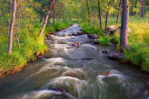 Grace Coolidge Stream through the forest in Custer State Park of the Black Hills, South Dakota. - South Dakota Photograph