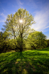 The warm sun shines through the trees on a beautiful spring evening at Platte River State Park. - Nebraska Landscape Photograph