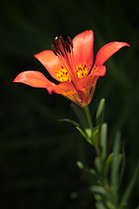 A macro photograph of a wild lily growing on a hill in Wind Cave National Park, South Dakota. - South Dakota Photograph