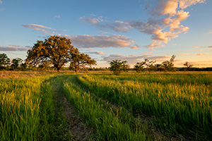 A scenic landscape photograph of an old country road with two Oak trees in a prairie in eastern Nebraska. - Nebraska Landscape Photograph