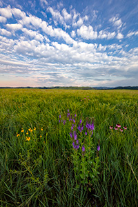 A scenic photograph of wildflowers on a prairie field in Wind Cave National Park in South Dakota at sunrise. - South Dakota Photograph