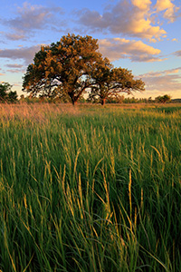Burr oak trees and grass under clouds on an eastern Nebraska prairie at sunset. - Nebraska Landscape Photograph