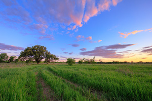 At the end of a country road on a prairie two Oak Trees stand greeting the twilight. - Nebraska Landscape Photograph