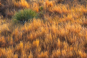 A scenic  Nebraska photograph of a yucca plant and prairie grass in western Nebraska. - Nebraska Photograph