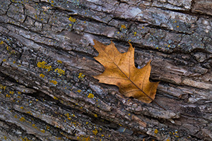 An autumn oak leaf rests on the trunk of a fallen tree in the forest of Chalco Hills Recreation Area. - Nebraska Close-Up Photograph