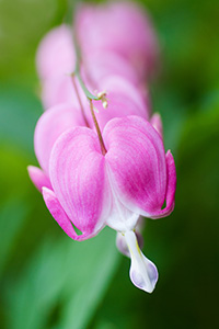 A row of redish bleeding hearts grow outside the museum at Schramm State Recreation Area. - Nebraska Photograph