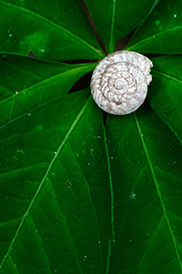 A snail shell rests on the leaves of the forest foliage at Schramm State Recreation Area. - Nebraska Photograph