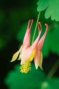 A singular Columbine grows in the shade of a tree at Schramm State Recreation Area. - Nebraska Photograph