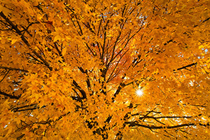 Although autumn was fleeting in Nebraska and Iowa this year, there were some hold outs after the snowfall.  This maple tree turned brillant warm oranges and reds two weeks after a snow storm and managed to hang on to a majority of its fall leaves during some pretty gusty times.  I couldn't help but stop and capture the vibrant colors with the setting sun filtering through the leaves. - Iowa Photograph