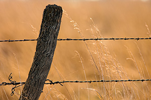 A barbed wire fence is surrounded by prairie grass in Hall County just south of Grand Island, Nebraska. - Nebraska Photograph