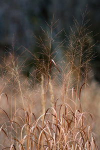 In late autumn, tall switch grass grows on the restored native prairie at DeSoto National Wildlife Refuge. - Nebraska Photograph