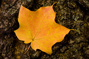 At Arbor Lodge State Park in Nebraska City, a red speckled brillant yellow maple leaf rests quietly in between wind gusts. - Nebraska Photograph