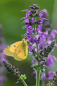 A moth lands on a lavender flower at Schramm State Recreation Area. - Nebraska Photograph