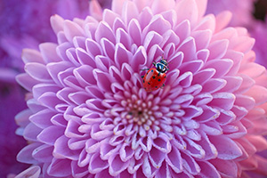 A ladybug rests for a moment on a pink mum on a warm autumn day in eastern Nebraska. - Nebraska Photograph
