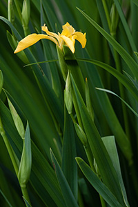 A sunny yellow iris begins to bloom by the ponds at Schramm State Recreation Area, Nebraska. - Nebraska Photograph