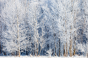 A landscape photograph of hoarfrost on a forest at Chalco Hills Recreation Area, Nebraska. - Nebraska Landscape Photograph